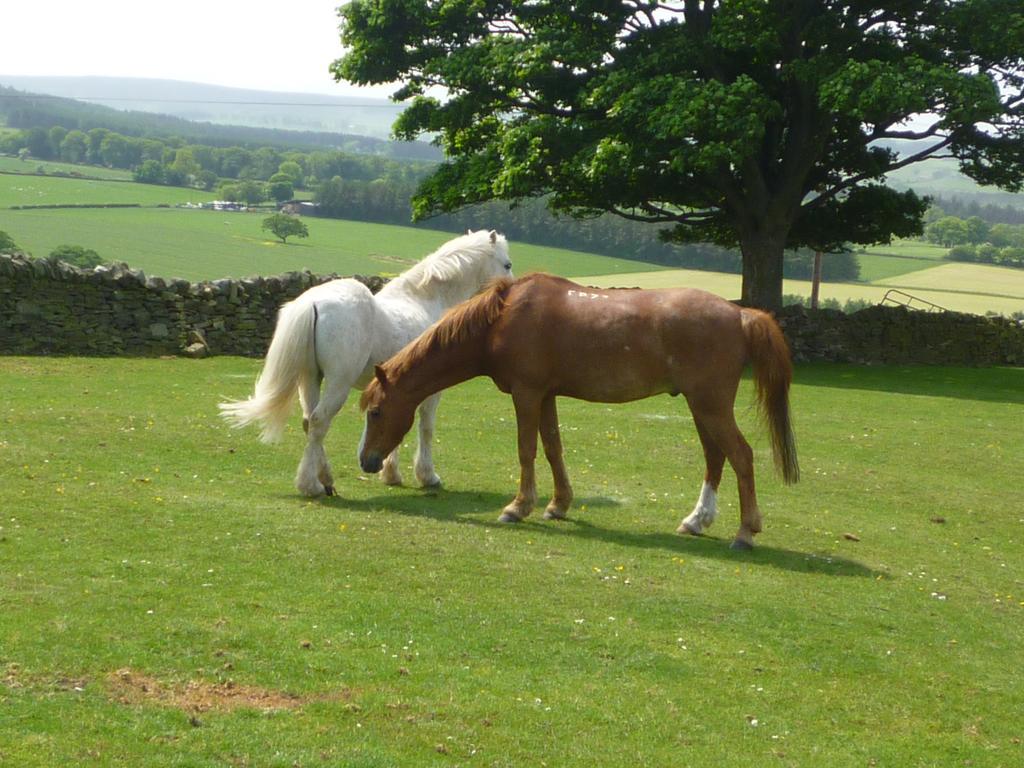 Rye Hill Farm Bed and Breakfast Hexham Eksteriør billede
